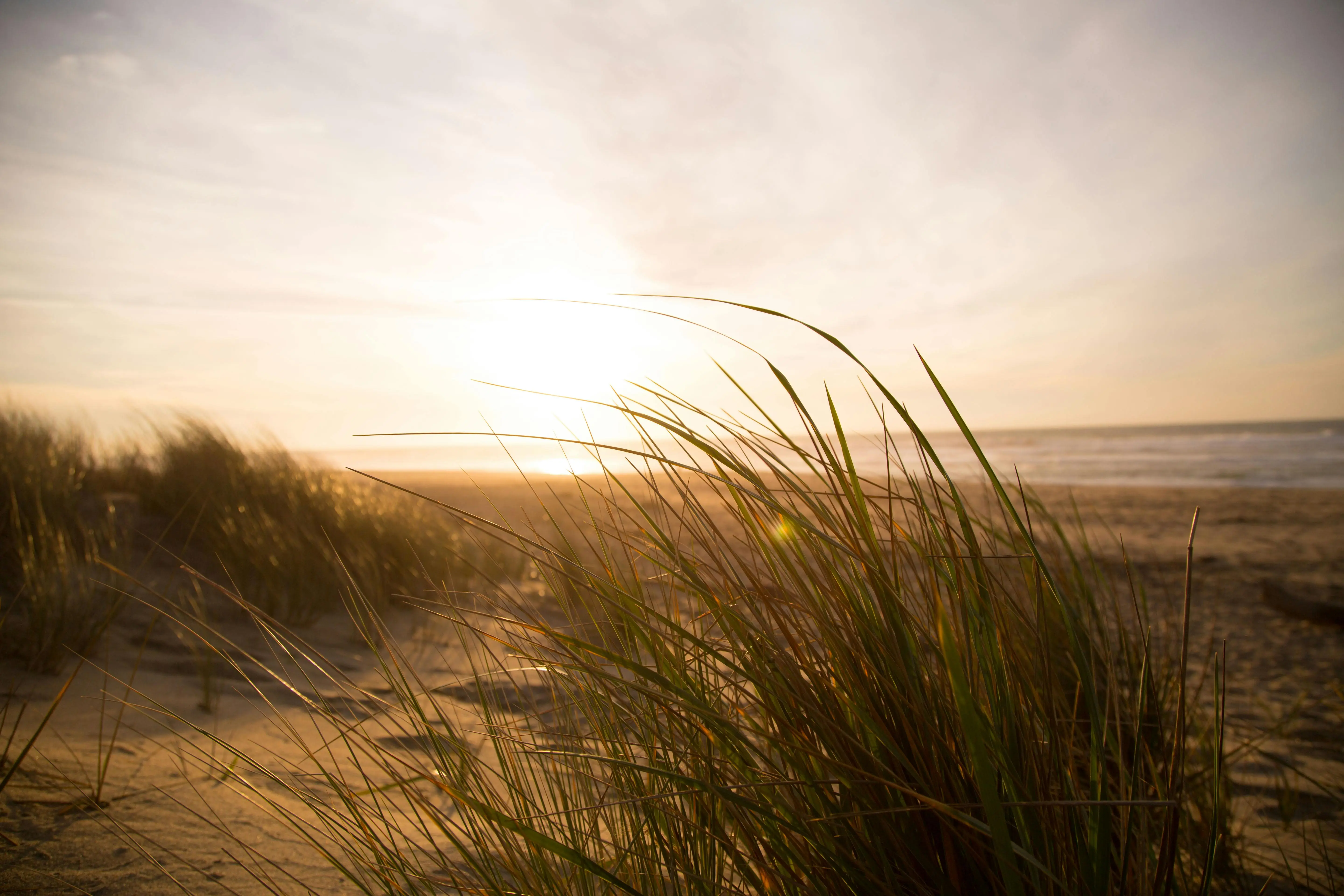 Beach Sand Dunes
